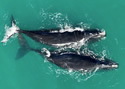 rightwhales
