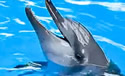 ritadolphin