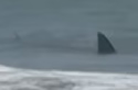 rogueshark