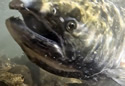 salmonegg