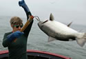 salmonhook