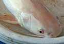 satunalbino