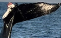 schoonertail