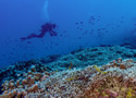 scuba-coral