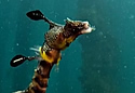 seadragonsnot