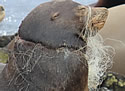 sealion