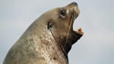 sealionattack