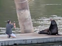 sealionclose