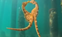seahorseembrace
