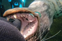 sealbiteleg