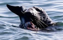 sealfeeding