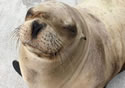 sealliondeath