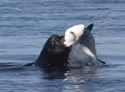 sealshark