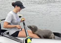 sealionca