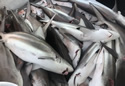 sharkfishbana