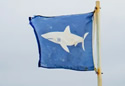 sharkflag