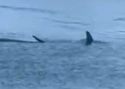 sharkhammerhead