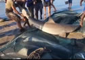 sharkrun