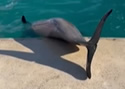 sleepingdolphin