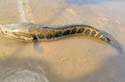 snakehead
