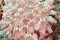 softcorals