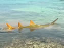 spinningsawfish