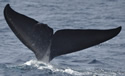 sriwhale
