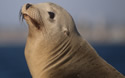 stellarsealion