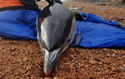 stresseddolphin