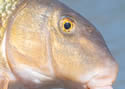 suckerfish