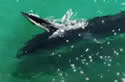 surfing-whale