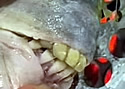 teethfish