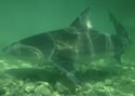 tigersharktx