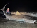 tigersharksfl