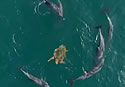 turtledolphin