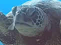 turtleplastic