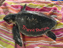 turtlerescue-fl