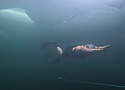 underwatermandy