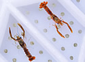 uwlobsters