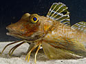 walkingfish