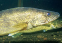 walleyca