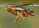 waterbug