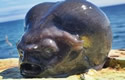 weirdfishrussian