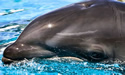 weirdwhale