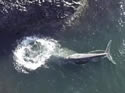 whalebubbles