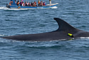 whalechile