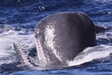 whalecombat