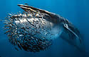 whalefish