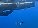 whalefreediver