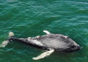 whalefun
